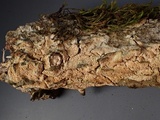 Schizopora paradoxa image