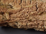 Schizopora paradoxa image
