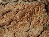 Schizopora paradoxa image