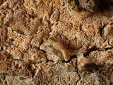 Schizopora paradoxa image