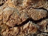 Schizopora paradoxa image