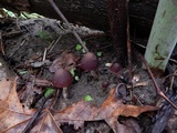 Psathyrella bipellis image
