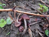 Psathyrella bipellis image