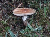 Amanita brunneolocularis image