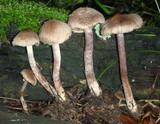 Inocybe griseolilacina image