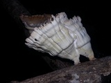 Cymatoderma caperatum image