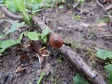 Gymnopus semihirtipes image