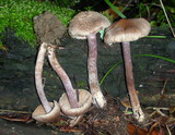 Inocybe griseolilacina image