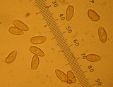 Inocybe griseolilacina image