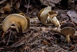 Helvella maculata image