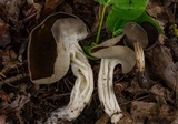 Helvella maculata image