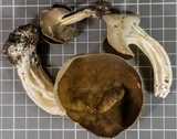 Helvella maculata image