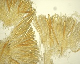 Helvella maculata image