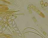 Helvella maculata image
