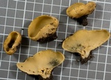 Tarzetta cupularis image