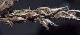Ustilago bullata image