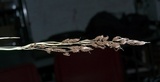 Ustilago bullata image