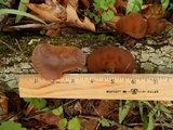 Auricularia angiospermarum image