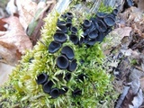 Pseudoplectania nigrella image