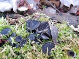 Pseudoplectania nigrella image
