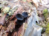 Pseudoplectania nigrella image