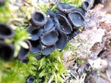 Pseudoplectania nigrella image