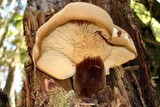 Tapinella atrotomentosa image