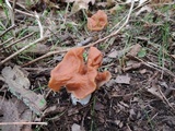 Gyromitra brunnea image