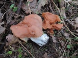 Gyromitra brunnea image