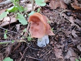 Gyromitra brunnea image