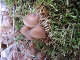 Mycena stipata image