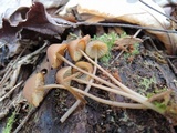 Mycena stipata image