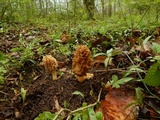 Morchella americana image