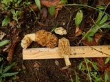 Morchella americana image