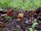 Morchella americana image