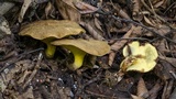 Boletinellus monticola image