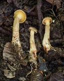 Boletinellus monticola image