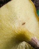 Boletinellus monticola image