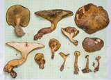 Boletinellus monticola image