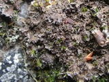 Massalongia carnosa image