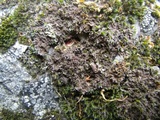 Massalongia carnosa image