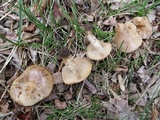Hebeloma excedens image