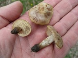 Hebeloma excedens image