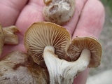 Hebeloma excedens image