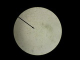 Hebeloma excedens image