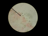 Hebeloma excedens image
