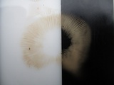 Hebeloma excedens image