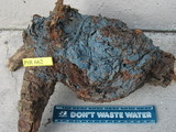 Byssocorticium californicum image