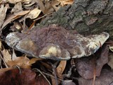 Phellinus gilvus image