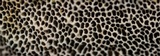 Hexagonia hydnoides image